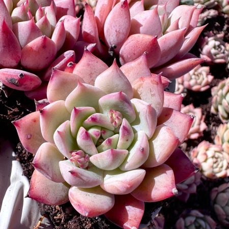 Rare imported succulent echeveria Japanese pink cherry live plant houseplant