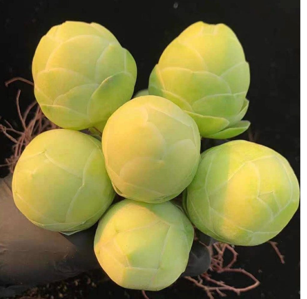 Rare succulent: imported Korea Greenovia Mountain Rose Live Rose diplocycla var gigantea (egg rose) live plant houseplant