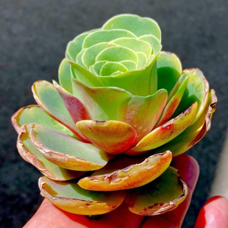 Rare succulent: Imported succulent Korea Greenovia diplocycla ex LG-Guarimiar