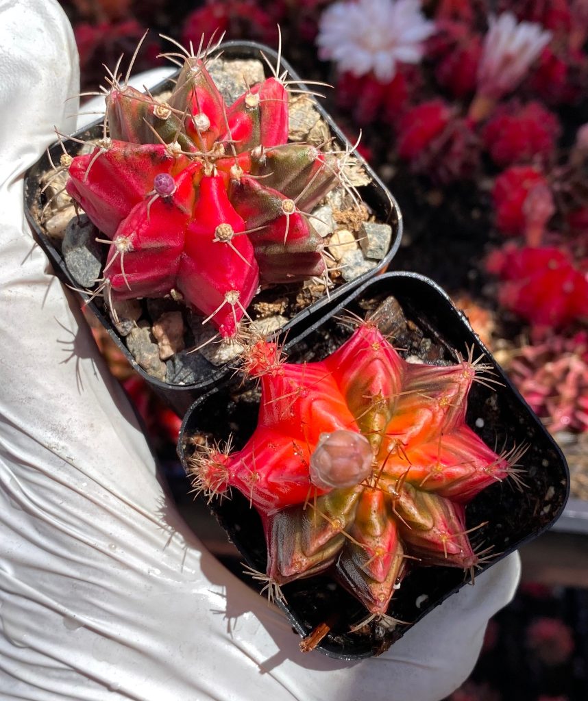 Rare succulent : imported Cactus Variegated Gymnocalycium (Available Deal--buy 3 get 1 free) live plant houseplant