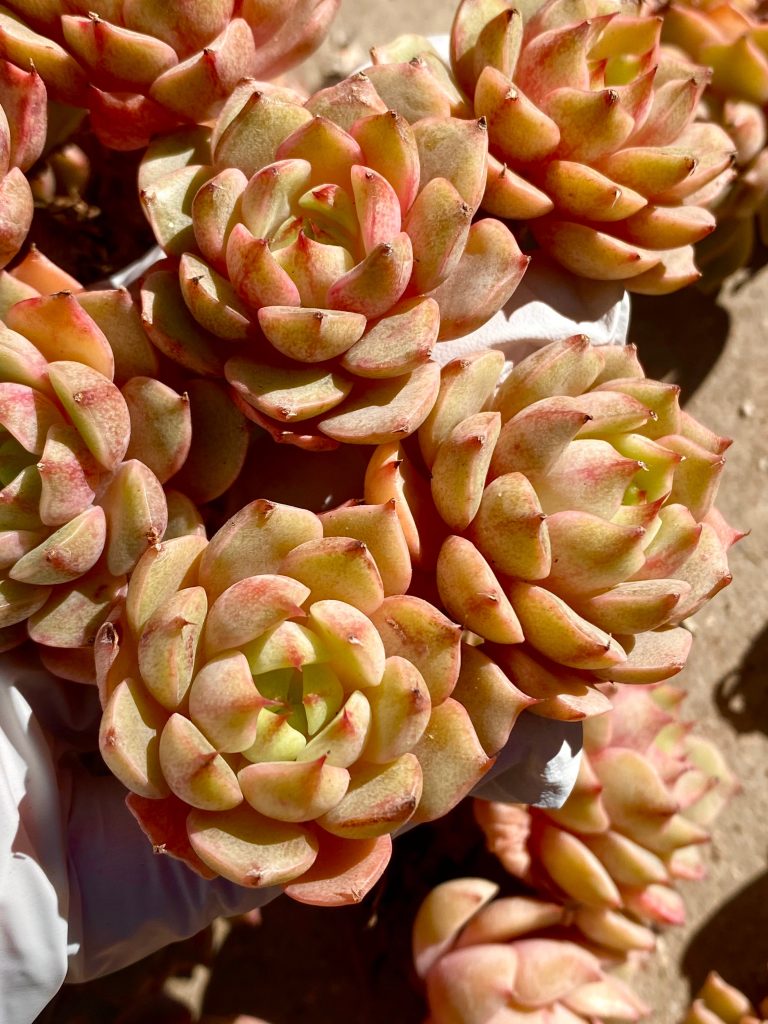 Rare succulent: Imported succulent Echeveria Ben Badis (Available Deal--buy 3 get 1 free) live plant houseplant