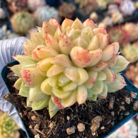 Rare Imported succulent  echeveria Ice Princess cluster 8 heads perfect bouquet live plant houseplant
