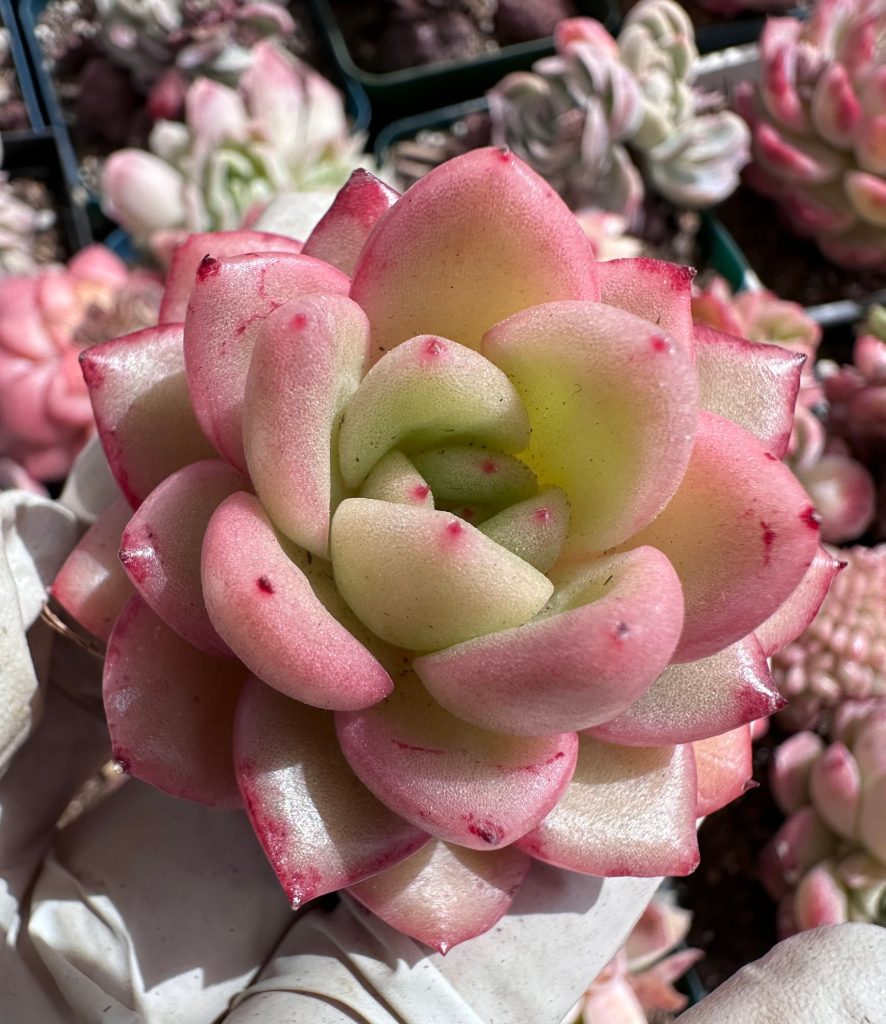 Rare Succulent: Imported Succulent bloody Echeveria new variety Red King live plant houseplant