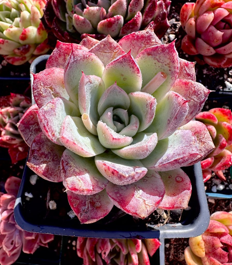 Rare Succulent: Imported Succulent Korean Echeveria Elegans "Like A Pink Dream" live plant houseplant