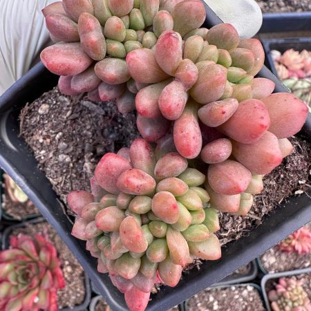 Rare succulent : Imported succulent Echeveria cristata C hanel