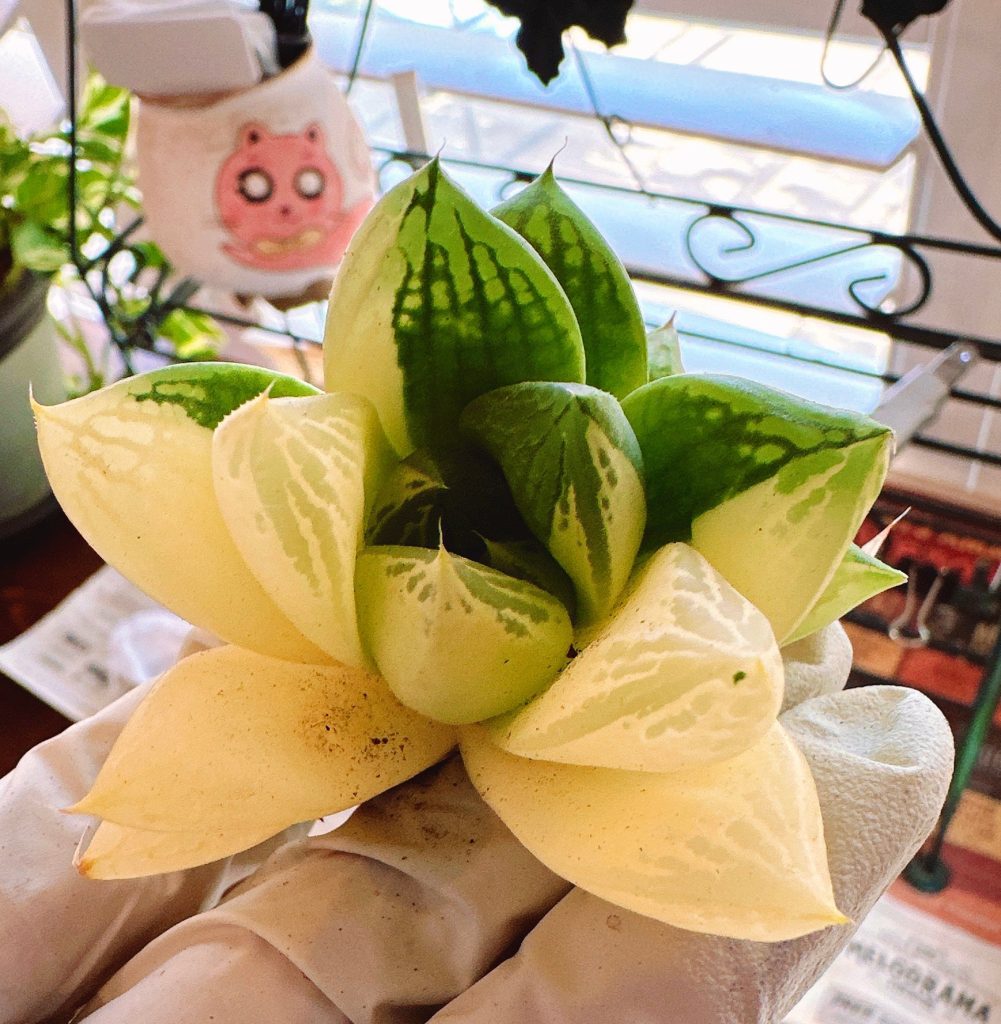 Rare Succulent: Imported Haworthia cooper variegated live plant houseplant