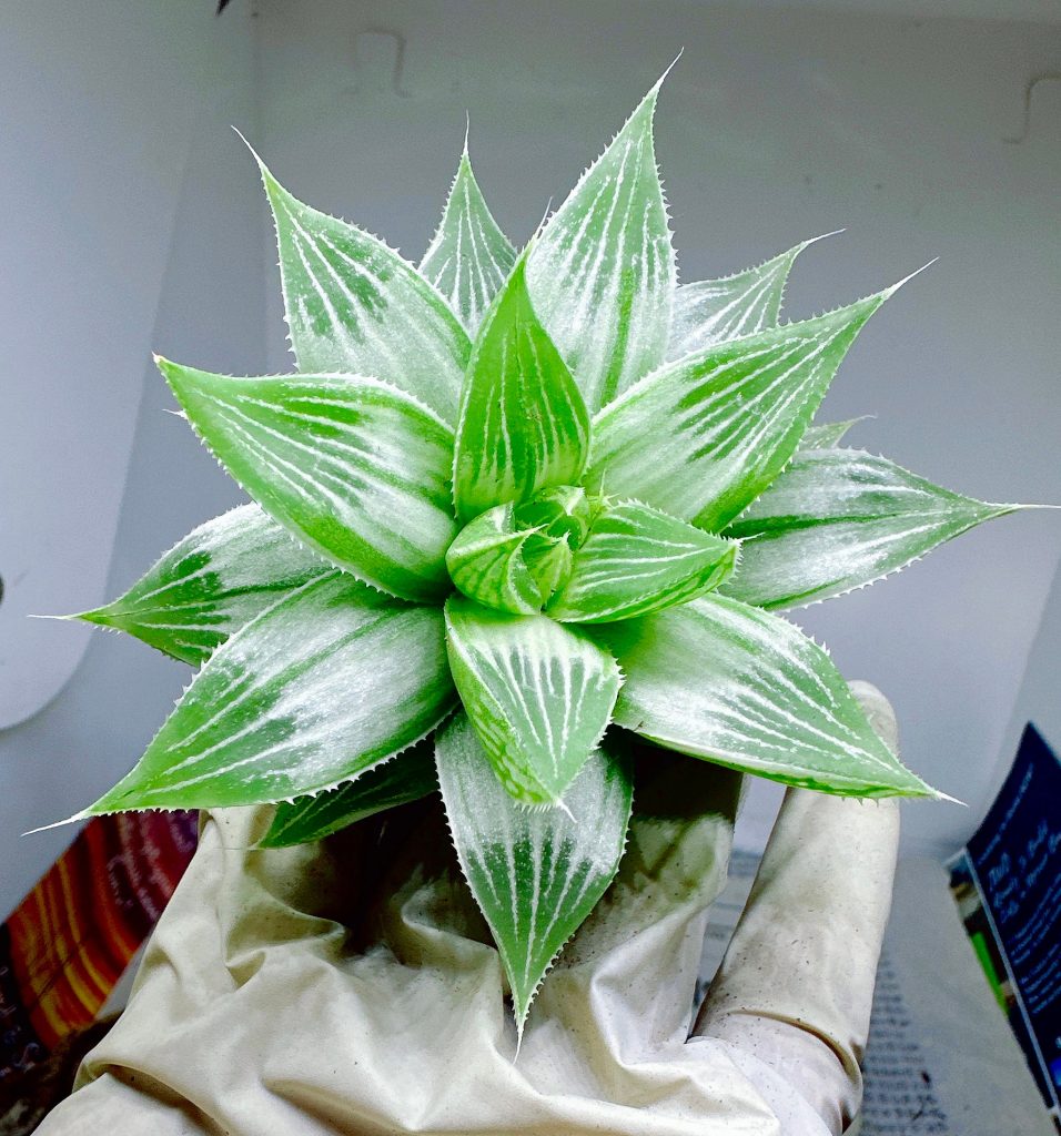 Rare succulent: Imported succulent  Haworthia Retusa  Variegata  White Ghost live plant houseplant