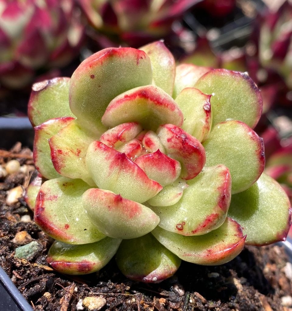 Rare Succulent: Imported Succulent Echeveria Montblanc Variegated Mutant DOUBLE