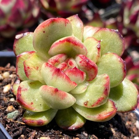 Rare Succulent: Imported Succulent Echeveria Montblanc Variegated Mutant DOUBLE
