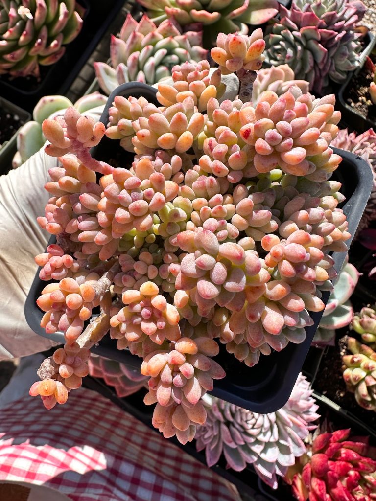 Rare succulent : Graptopetalum pachyphyllum Pinkbean cluster 4" live plant houseplant