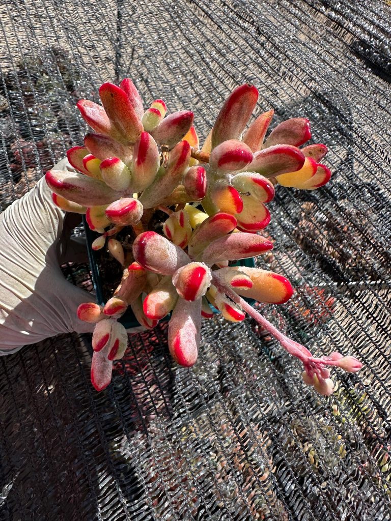 Rare Imported Succulent Korean Variegated Cotyledon Orbiculata Cluster HUGE 5" live plant houseplant #B