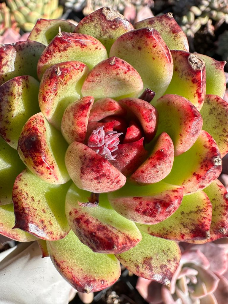 Rare Succulent: Imported Succulent Echeveria  Black Crystal Rose live plant houseplant