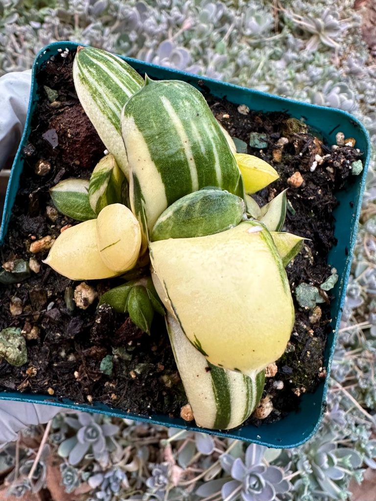 Rare succulent: imported Gasteria glomerata variegated cluster live plant houseplant
