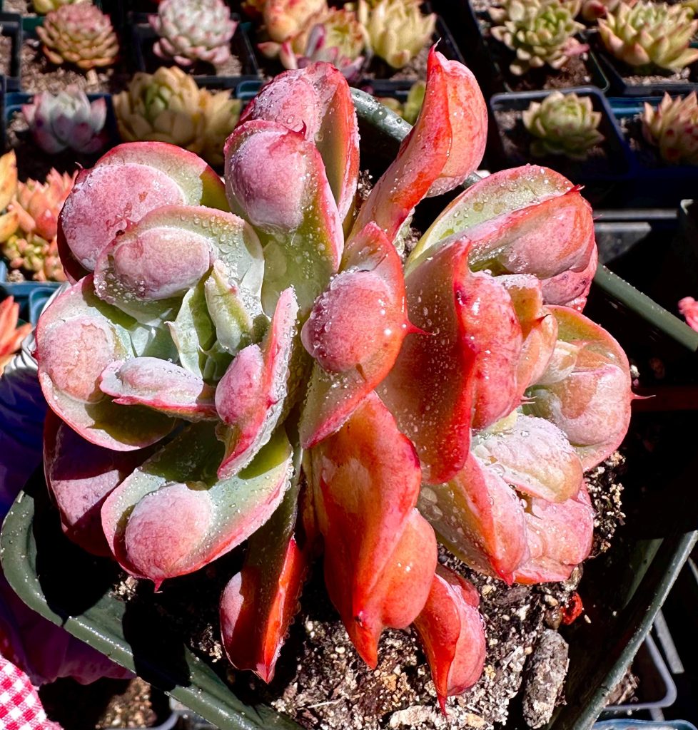 Rare Succulent: Imported Succulent Korean Echeveria Pagoda raindrop bumps live plant houseplant