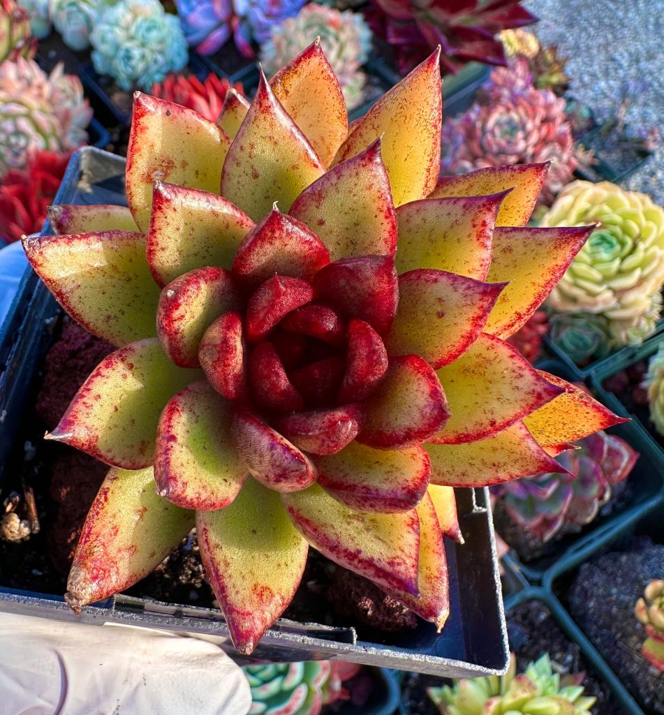 Rare succulent: Imported succulent  echeveria Rabeang Black  Rose  cluster live plant houseplant