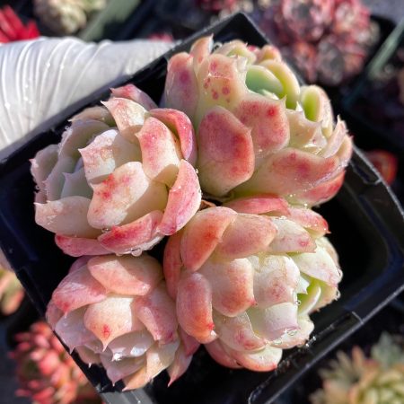 Rare Succulent: Imported Succulent  echeveria Elegans Caroline 4  heads cluster BIG size live plant houseplant