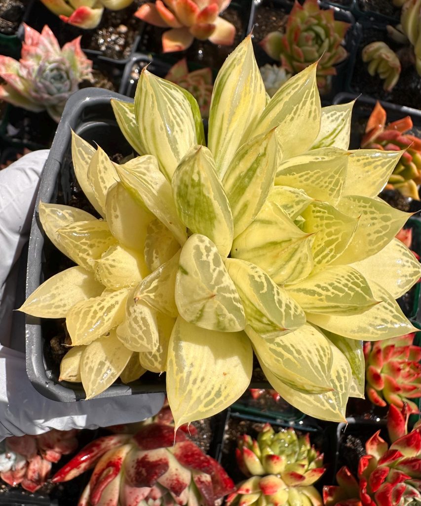 Rare Succulent: Imported Succulent Haworthia cooper variegated   HUGE FULL variegation live plant houseplant #D