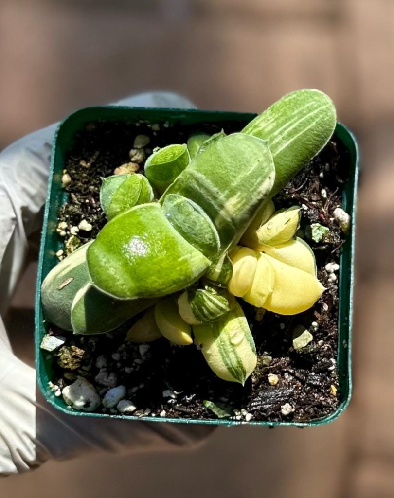 Rare succulent: imported Gasteria glomerata variegated yin yang cluster live plant houseplant