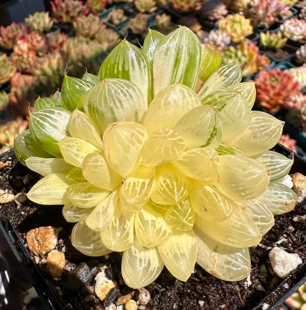 Rare Succulent: Imported Succulent variegated Haworthia cooperi var. pilifera (Baker) M.B.Bayer live plant houseplant