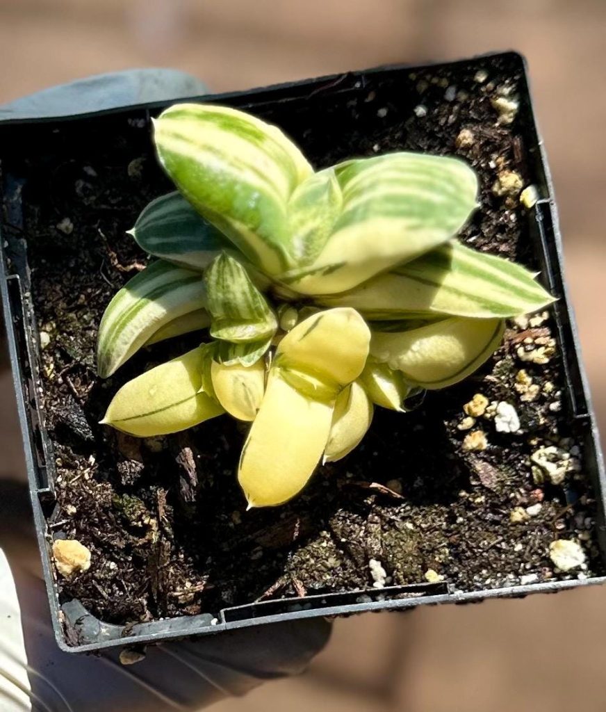 Rare succulent: imported Gasteria glomerata variegated yin yang cluster live plant houseplant