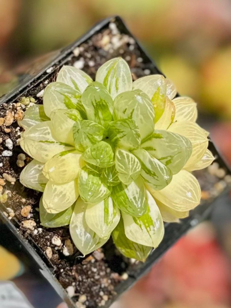 Rare Succulent: Imported Succulent variegated Haworthia cooperi var. pilifera (Baker) M.B.Bayer live plant houseplant
