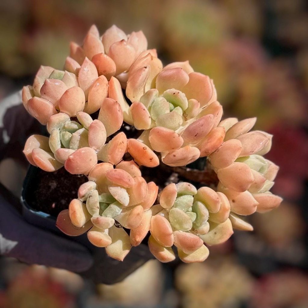 Rare succulent: imported succulent Original Sedeveria Pudgye HUGE cluster live plant houseplant