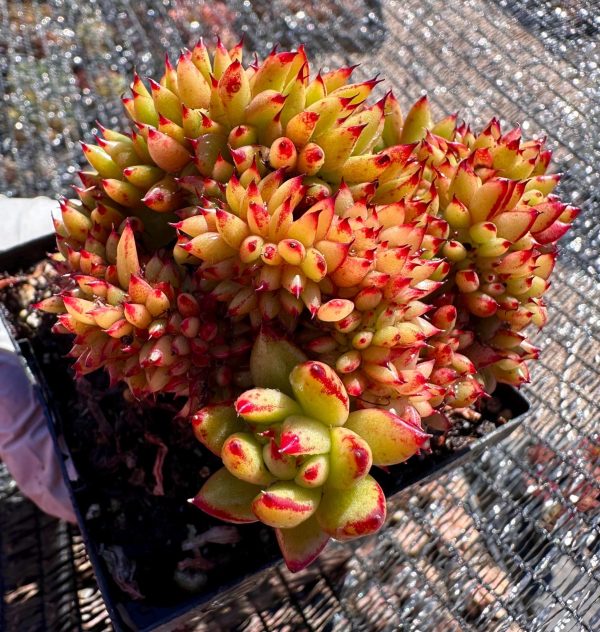 Rare Succulent: Imported Cristata Agavoides Red Dragon Cristatus Echeveria live plant houseplant