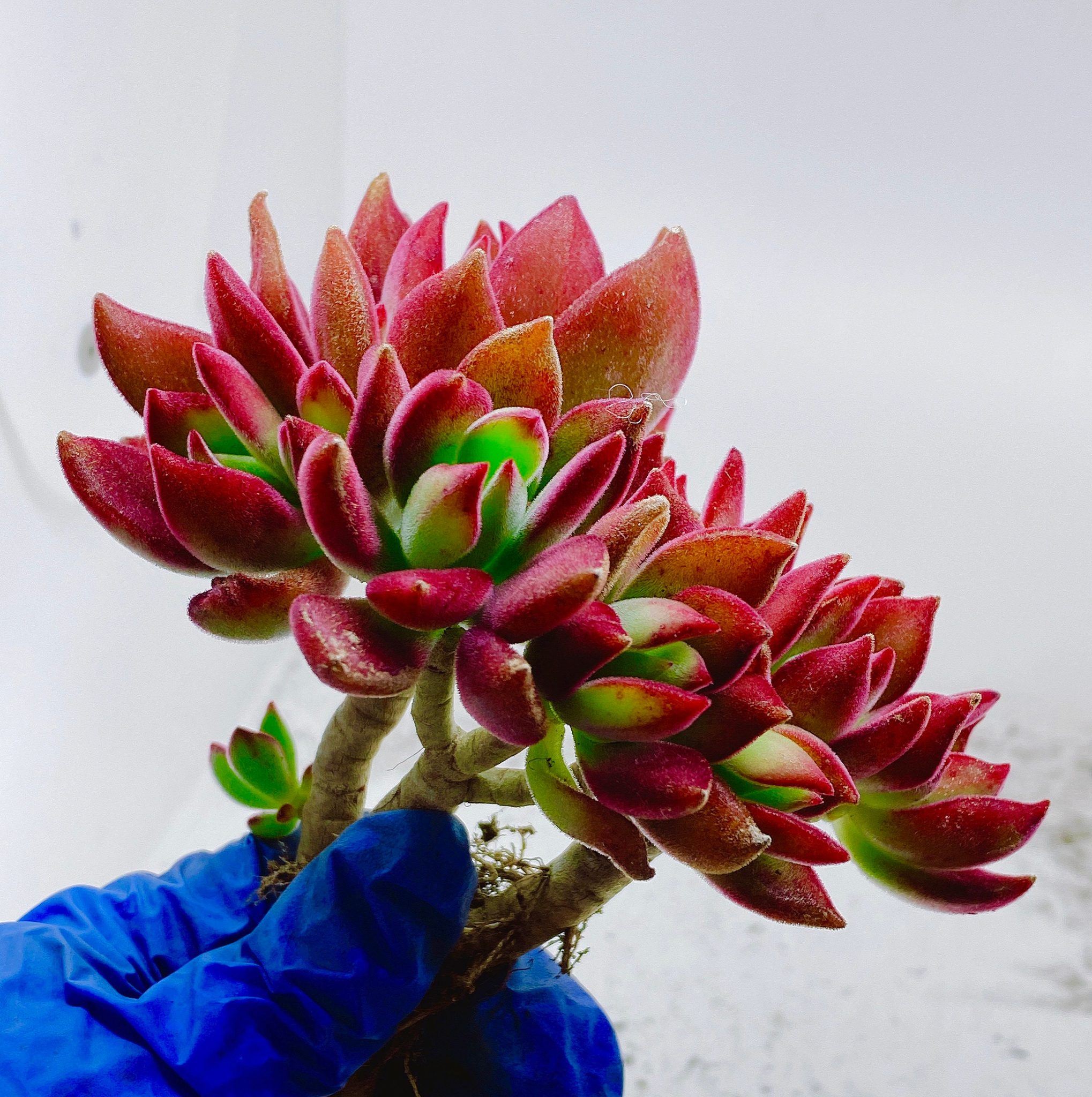Ruby Succulent Rare Succulent: Echeveria Pulvinata Ruby a.k.a. Ruby Slippers ...