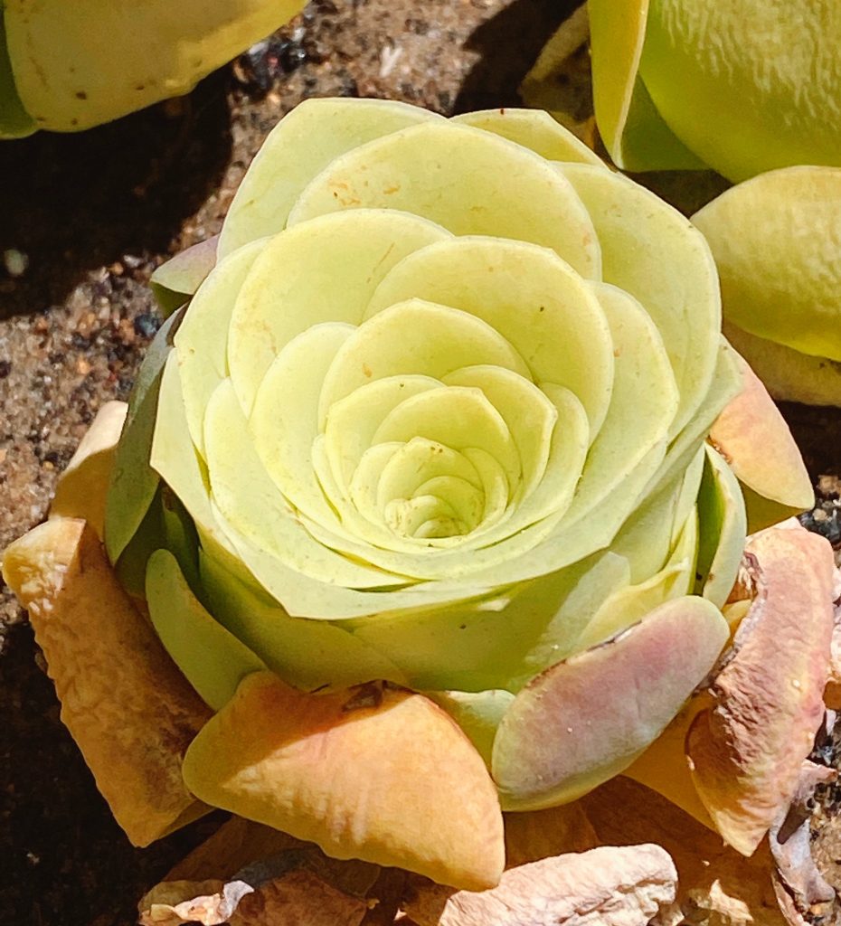 Rare succulent : Imported succulent Korea Alojera yellow rose (imported greenovia)