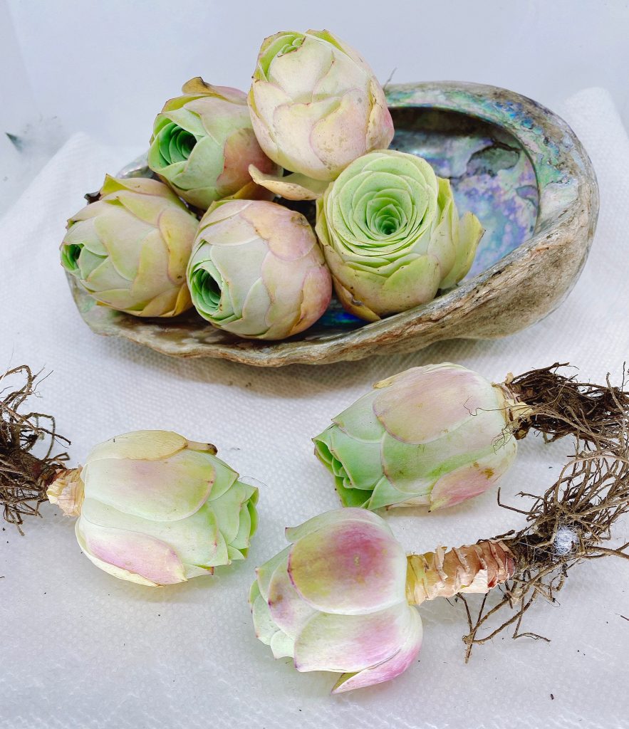 Rare succulent: Imported succulent hybrid Pink Greenovia aurea ex Tenerife live plant houseplant mountain rose