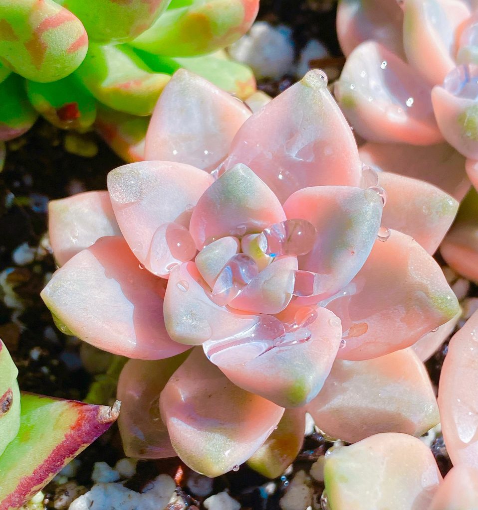 Rare Succulent: Imported succulent  Variegated Tituban live plant houseplant live plant houseplant