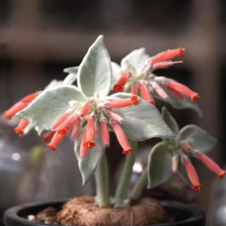 Rare Succulent: Imported succulent Sinningia leucotricha live plant houseplant