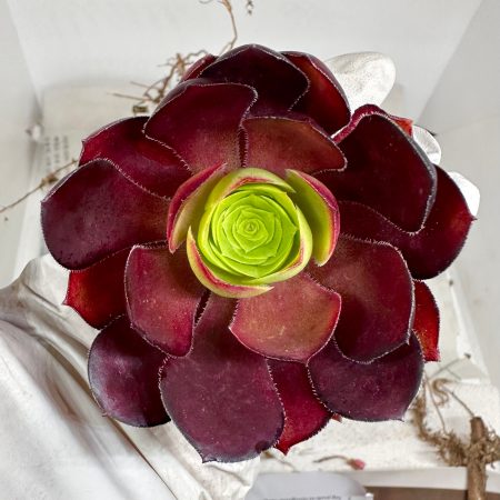 Beautiful succulent : hybrid Rose Aeonium live plant houseplant
