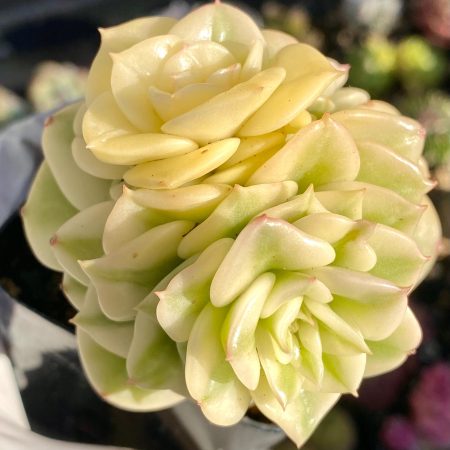 Rare succulent: imported echeveria  variegated Rolly HUGE  cluster  perfect variegation full variegation YIN YANG  live plant houseplant