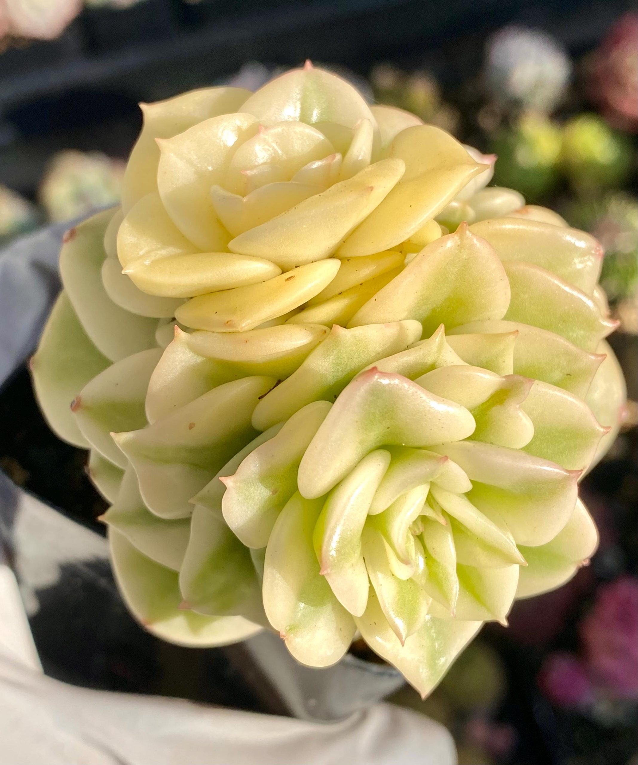 Rare succulent: imported echeveria variegated Rolly HUGE cluster perfect variegation full variegation YIN YANG live plant houseplant