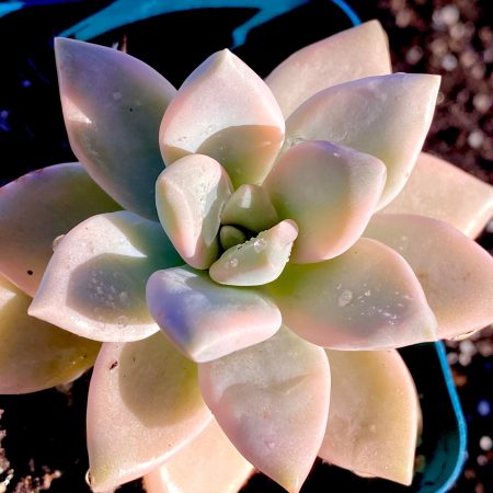 Rare succulent: imported succulent Korea variegated Graptopetalum Victor Kane