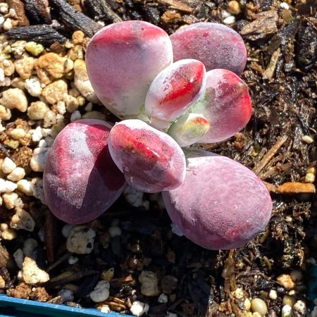 Rare succulent: Imported  variegated Cotyledon orbiculata cv. Cluster (Unicorn Plant) bonsai flower tree live plant houseplant
