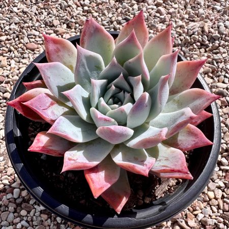 Rare Succulent: Imported  Echeveria Pink  Brandy sp HUGE full 6.5"  one gallon pot thick powder live plant houseplant