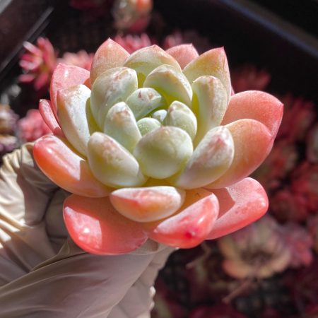 Rare Succulent: Imported   echeveria Snow Fairy thick powder pink live plant houseplant