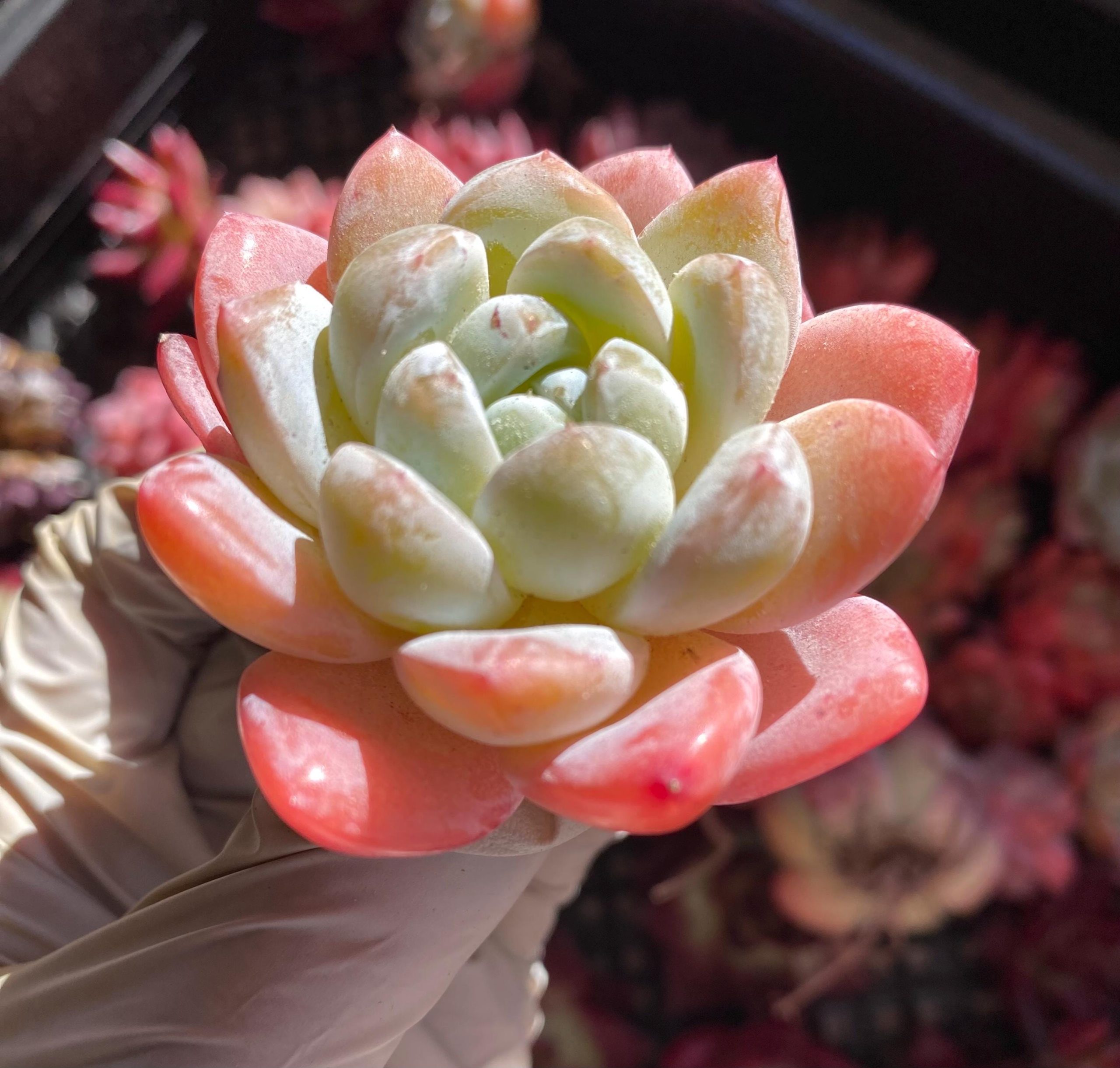 Rare Succulent: Imported echeveria Snow Fairy thick powder pink live plant houseplant