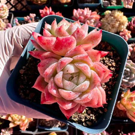 1398368947 – 2 Rare Succulent: Imported echeveria elegans lone Star double heads pink live plant houseplant
