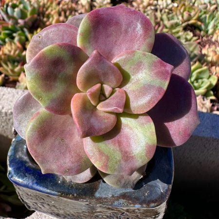 Rare succulent : Imported   variegated Graptopetalum "Purple Delight" purple live plant houseplant