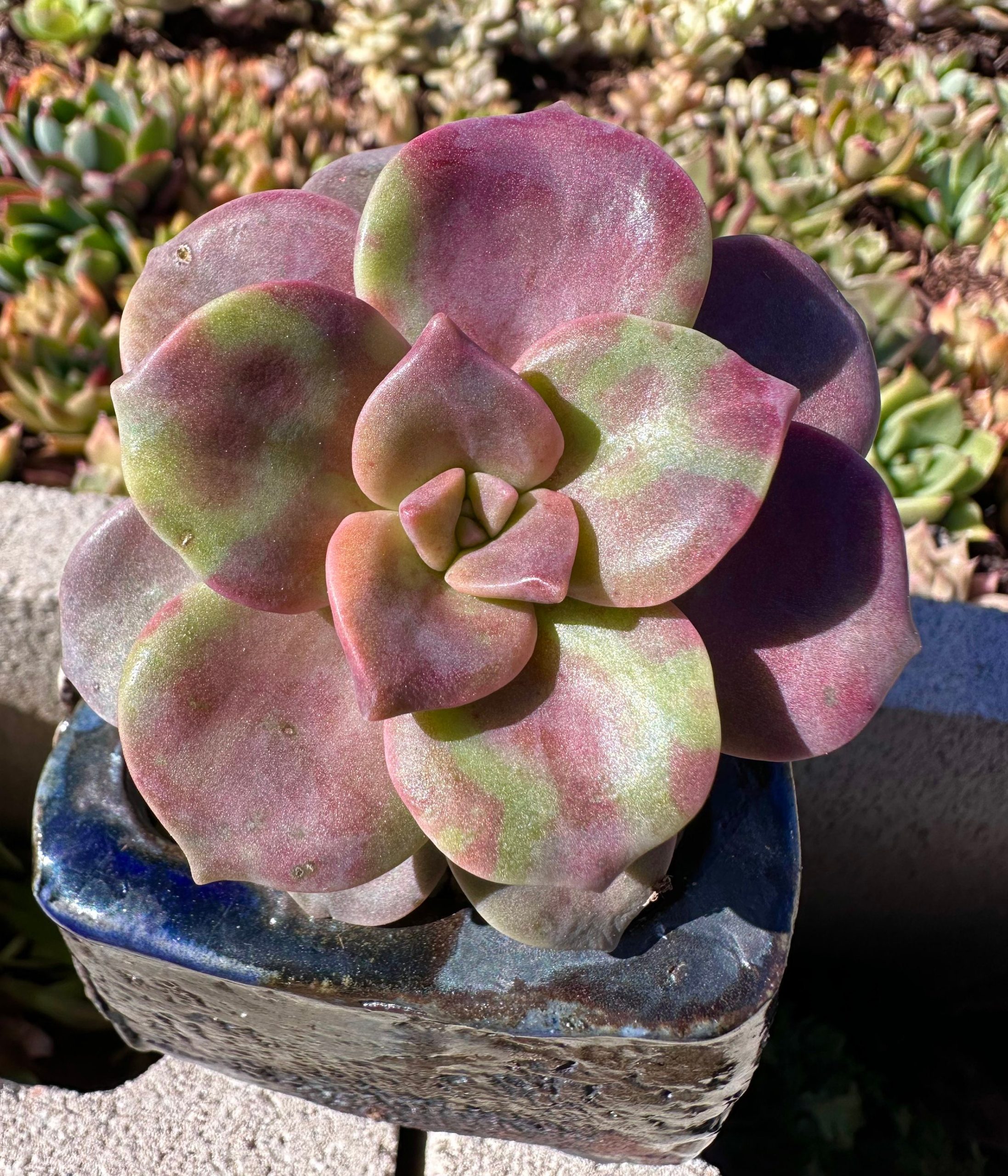 Rare succulent : Imported variegated Graptopetalum "Purple Delight" purple live plant houseplant