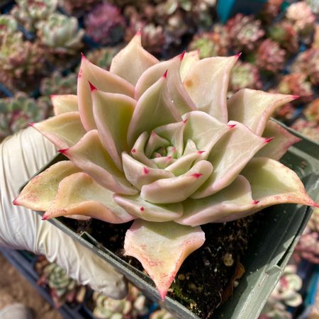 Rare succulent: imported echeveria Madiba HUGE  size pink live plant houseplant
