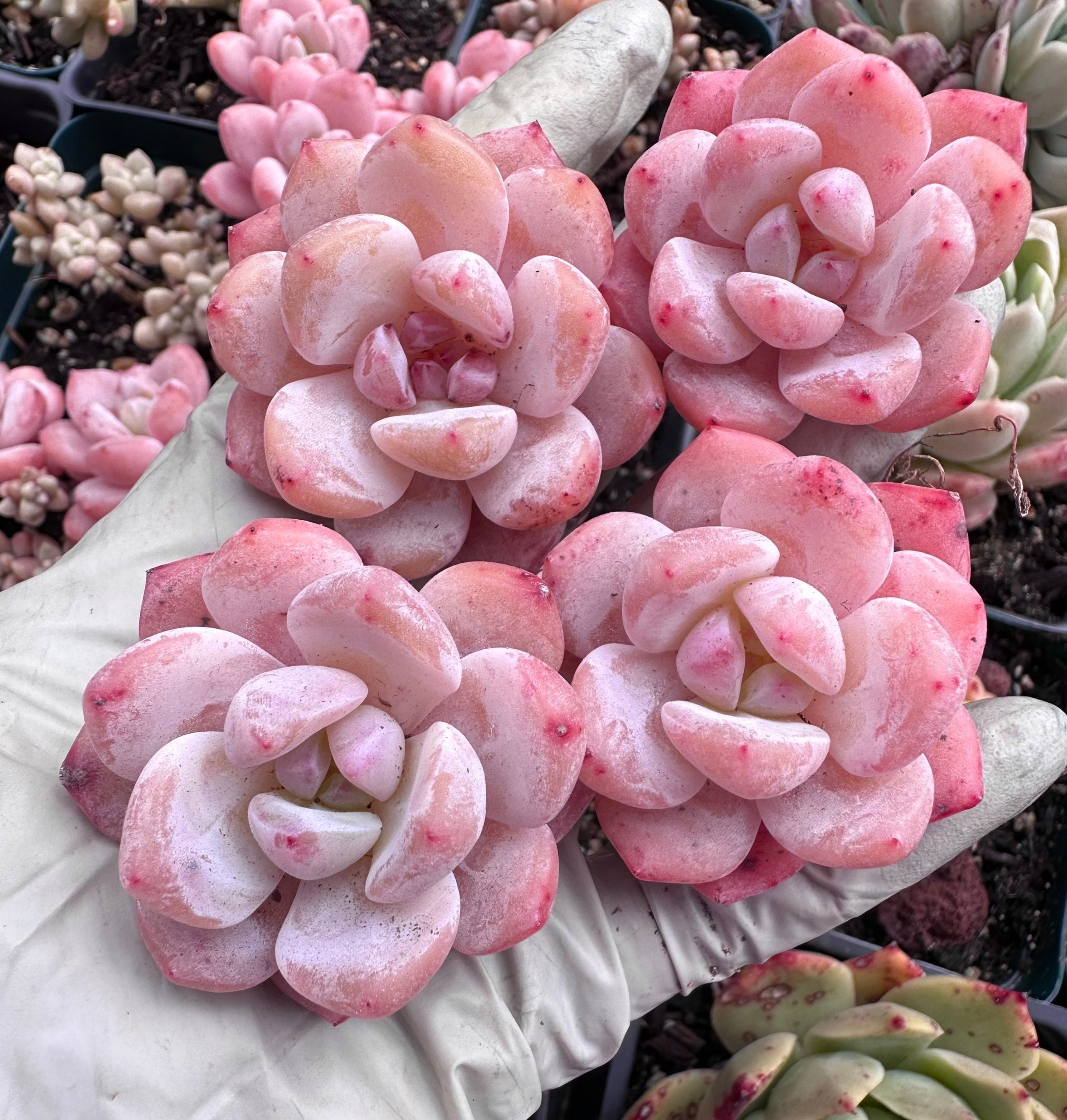 Rare Succulent: Imported Echeveria Jelly Orange Monroe pink thick powder live plant houseplant