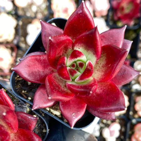 Rare Succulent: Imported RED   Echeveria Rubin  red live plant houseplant