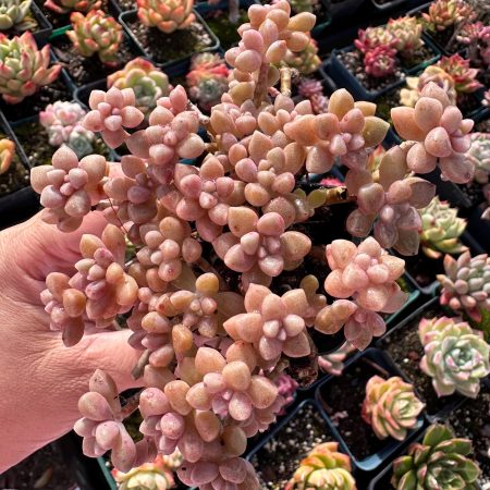 Rare Succulent: Imported  Graptopetalum Mendozae  cluster  pink live plant houseplant