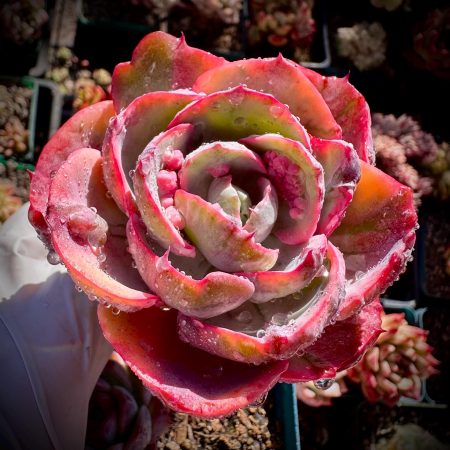 Rare Imported echeveria variegated Beyonce rainbow bumps Raindrop pink variegated # A houseplant live plant