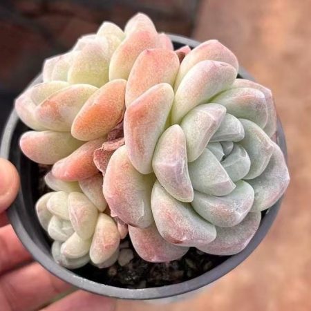 Rare Succulent: Imported Echeveria Ice Green ( jade green )  thick powder pink live plant houseplant