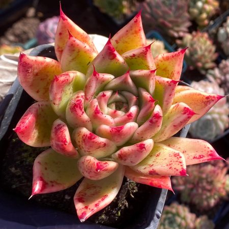 Rare succulent: imported  echeveria Malgan  Agavoides hybrid  ( long eyelashes gene) pink bloody freckles live plant houseplant